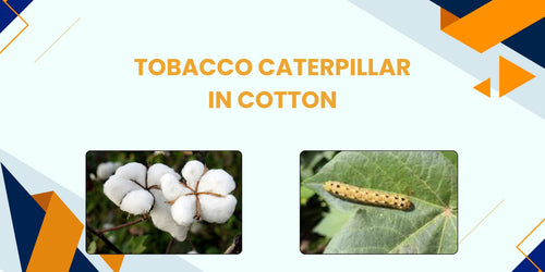 TOBACCO CATERPILLAR IN COTTON