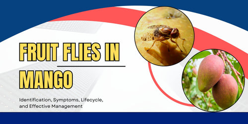 Mango Fruit Flies: Identification, Life Cycle, and Management