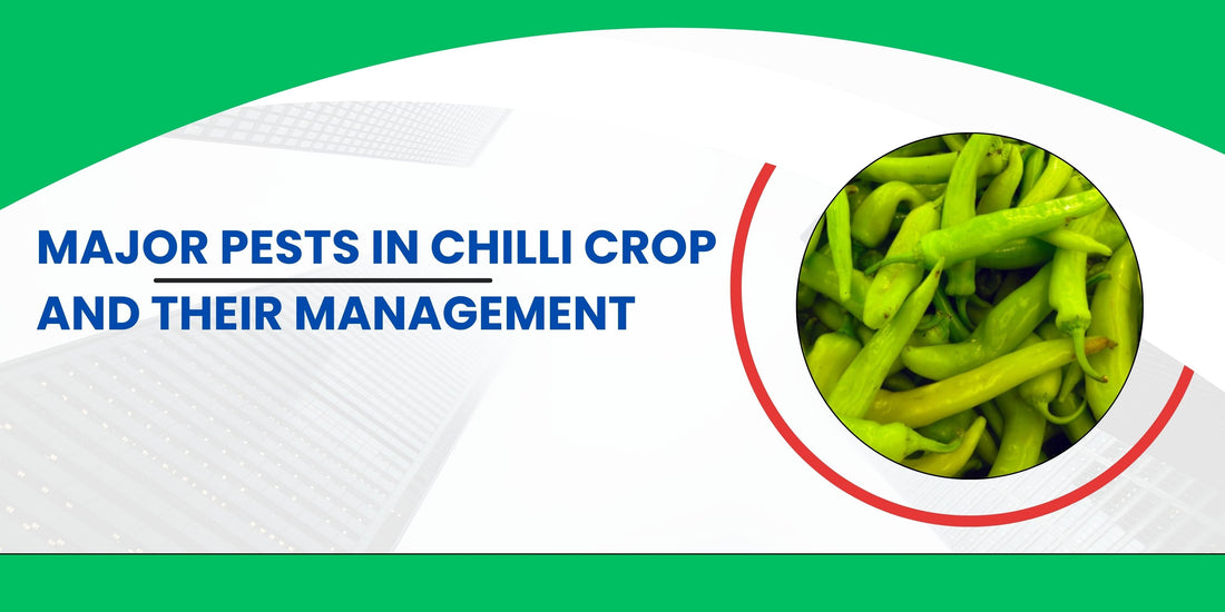 MAJOR PESTS IN CHILLI CROPS; Symptoms and their management