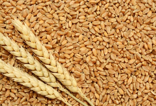 Sustainable Wheat: IPM Best Practices