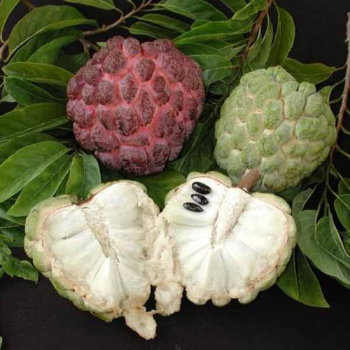 Pest management in custard apple