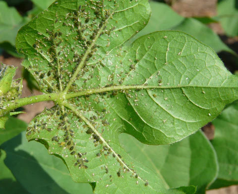 BEST MANAGEMENT OF APHIDS IN COTTON