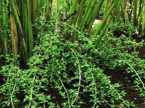 Pest management in Cardamom