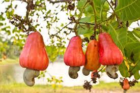 Effective Pest Management in Cashew Orchards