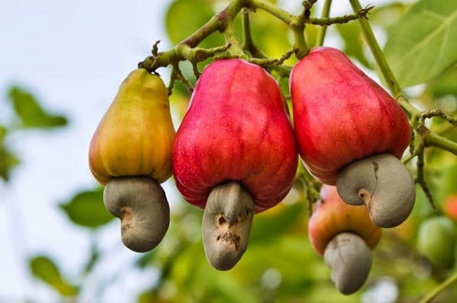 Disease Management in Cashew