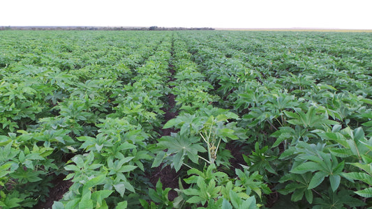 Organic Solutions for Castor Disease Prevention