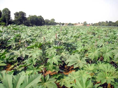 PEST MANAGEMENT IN CASTOR