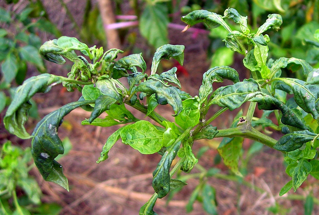BEST MANAGEMENT OF MITES IN CHILLI
