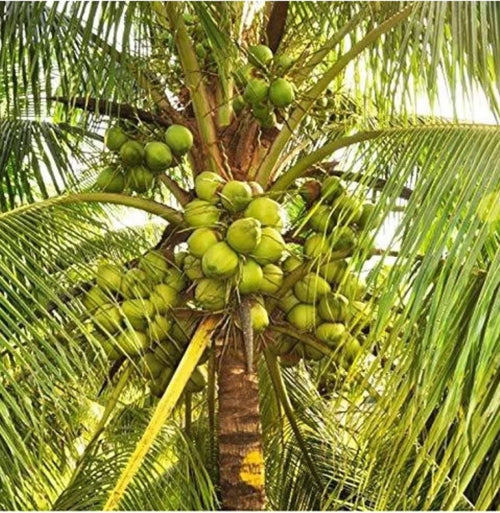 Disease management in coconut