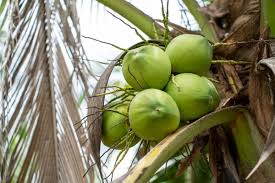 Effective Pest Management in Coconut
