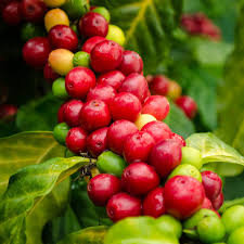Best Practices for Coffee Plant Disease Prevention