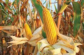 Disease management of Corn