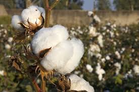 Disease management of Cotton