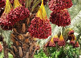 Pest Management in Date palm