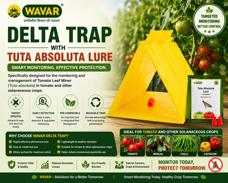 Delta Trap with Tuta absoluta Lure