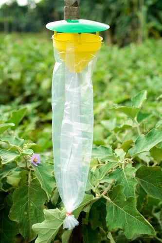 Beginner's Guide to Pheromone Traps