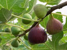 Effective Disease Management of Fig Trees