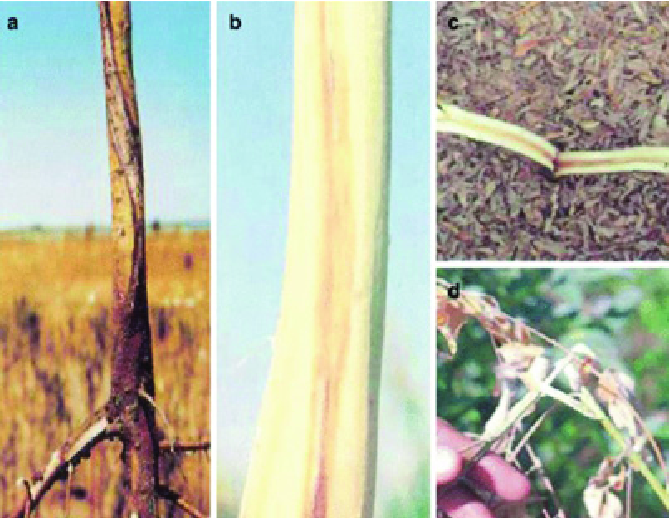 BEST MANAGEMENT OF FUSARIUM WILT IN REDGRAM