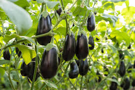 IPM practices of Brinjal