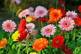 PEST MANAGEMENT IN GERBERA