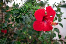 Disease Management in Hibiscus