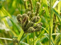 Disease management in Finger millets