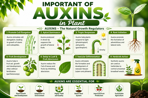 IMPORTANT OF AUXIN IN PLANT