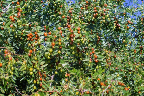 Pest Management in Ber
