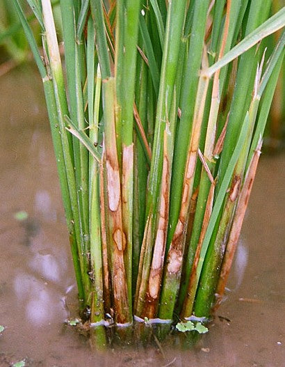 BEST MANAGEMENT FOR CONTROL OF LEAF BLIGHT IN RICE