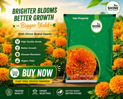 SHINE SEEDS MARIGOLD F1 BOLT (Orange)