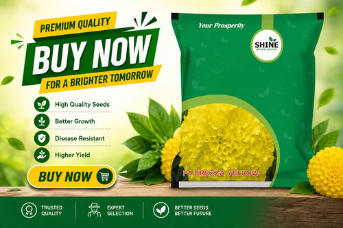 SHINE SEEDS MARIGOLD F1 BREZZA (Yellow)