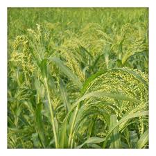 DISEASE MANAGEMENT IN LITTLE MILLET