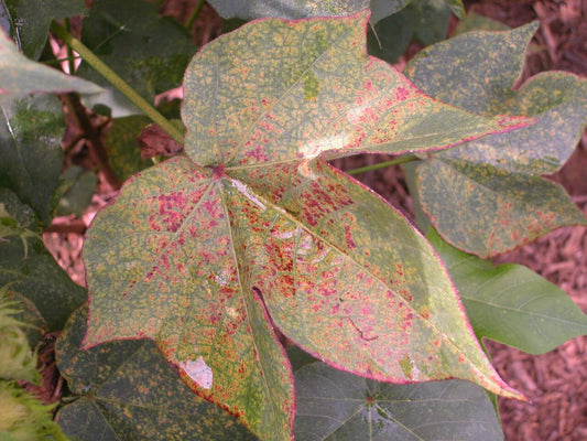 BEST MANAGEMENT OF MITES  IN COTTON