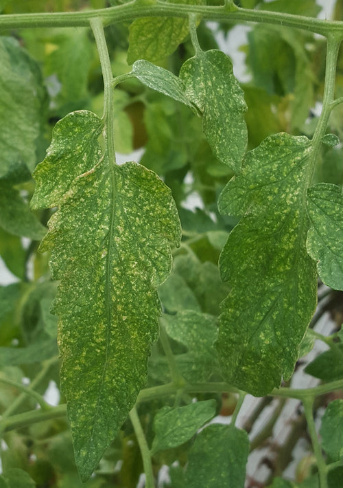 BEST MANAGEMENT PRACTICES OF MITES IN TOMATO