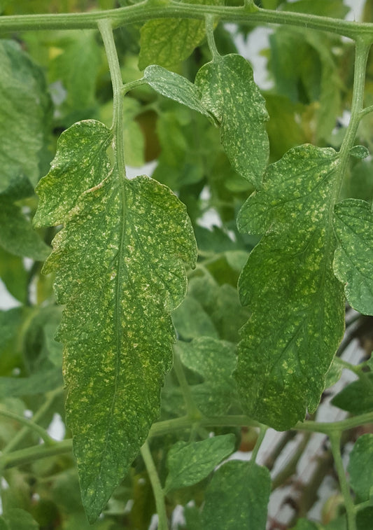BEST MANAGEMENT PRACTICES OF MITES IN TOMATO