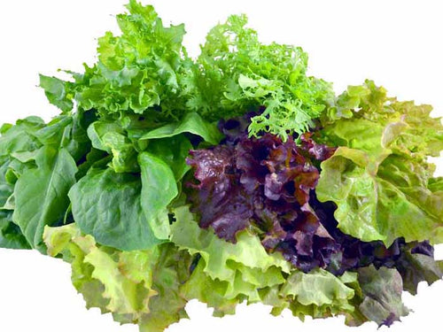 PEST MANAGEMENT  IN LETTUCE