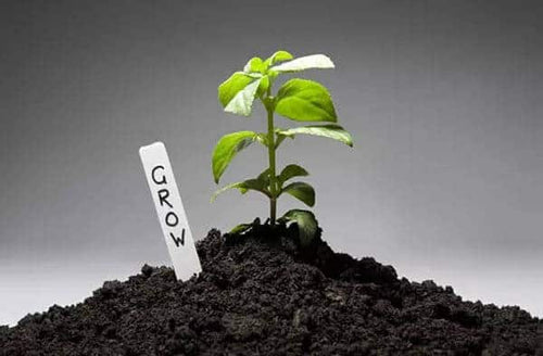 "Bacillus subtilis: A Key to Sustainable Farming"