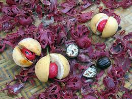 Disease management in Nutmeg