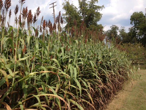 PEST MANAGEMENT OF SORGHUM