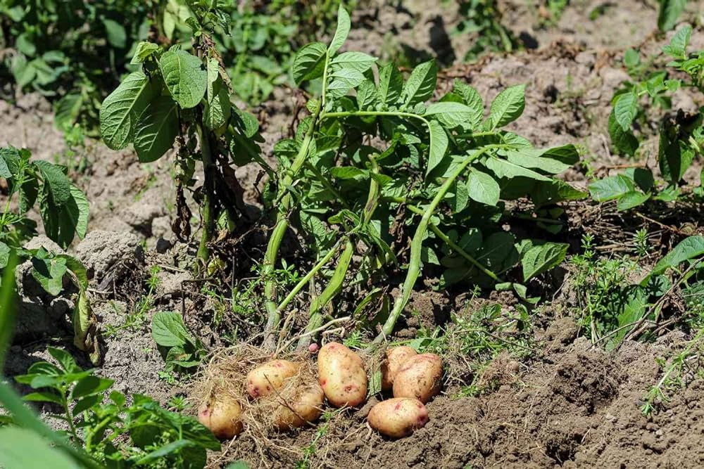 Potato