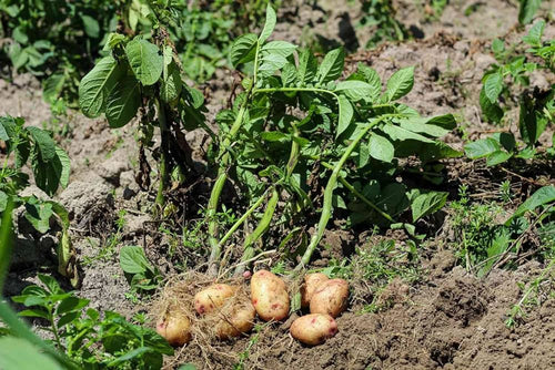 Pest management in Potato