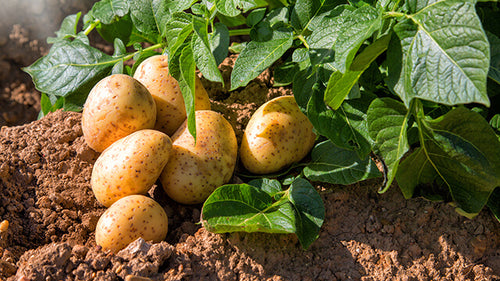 Disease management of Potato
