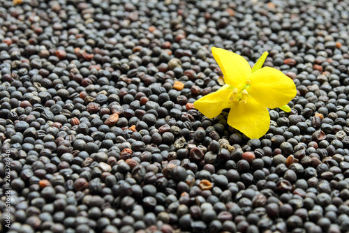 Disease Management in Rapeseed