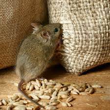 "Farm Rat Management: Tips and Tricks"