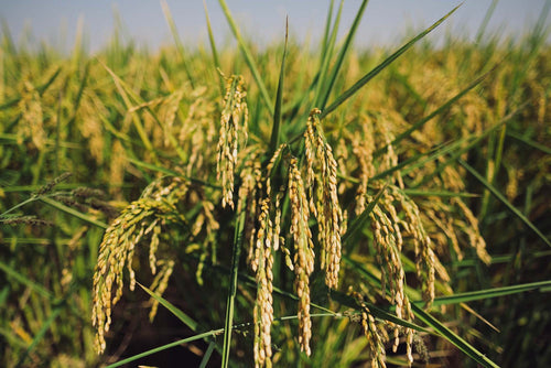 PEST MANAGEMENT IN RICE