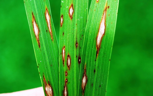 BEST MANAGEMENT FOR CONTROL OF RICE BLAST IN PADDY