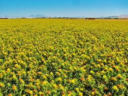 Safflower Field