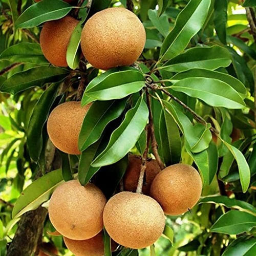 Pest management in Sapota