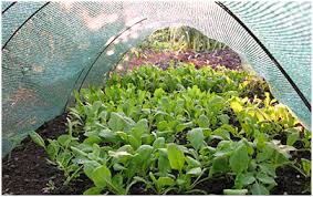 shade net