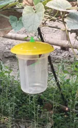 Pheromone Technology in Bucket Traps
